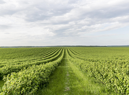 Agriculture