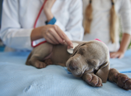 Animal/Veterinary Science